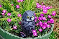 Owl in garden of Wayfarers Guest House Owl